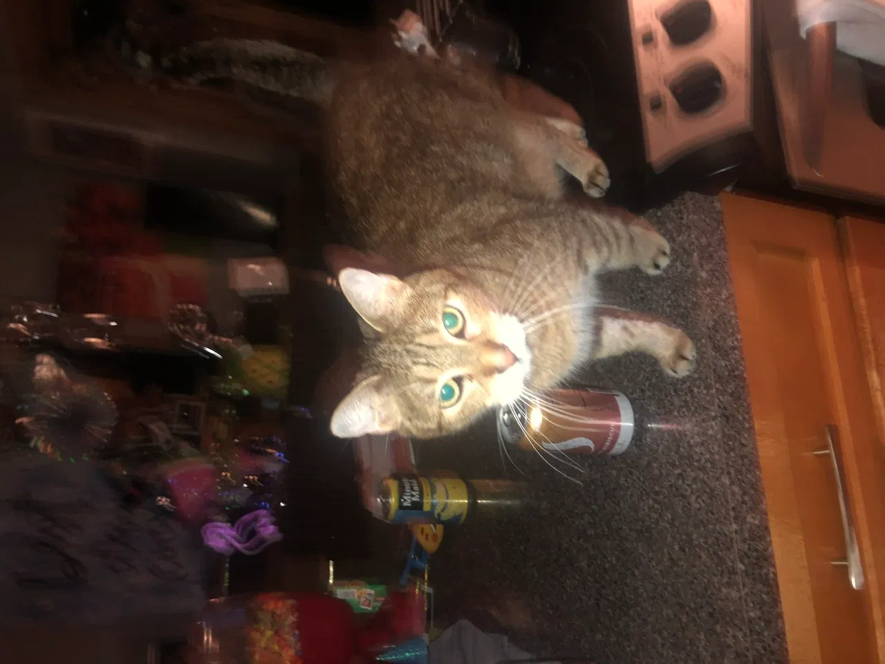 Lost cat in Rogers, MN, 55374