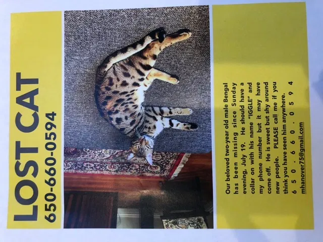 Lost cat in Menlo Park, CA, 94025