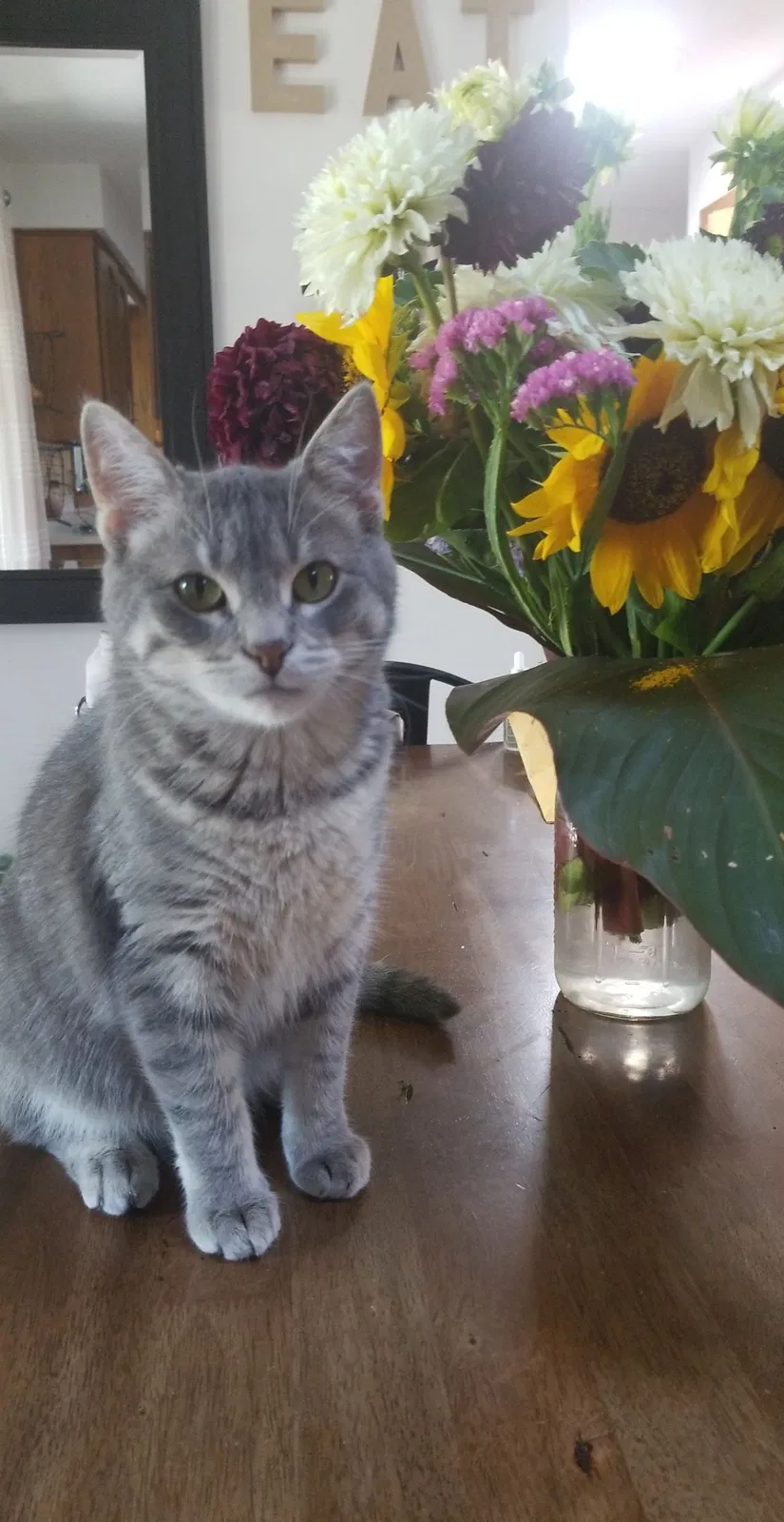 Lost cat in Appleton, WI, 54915
