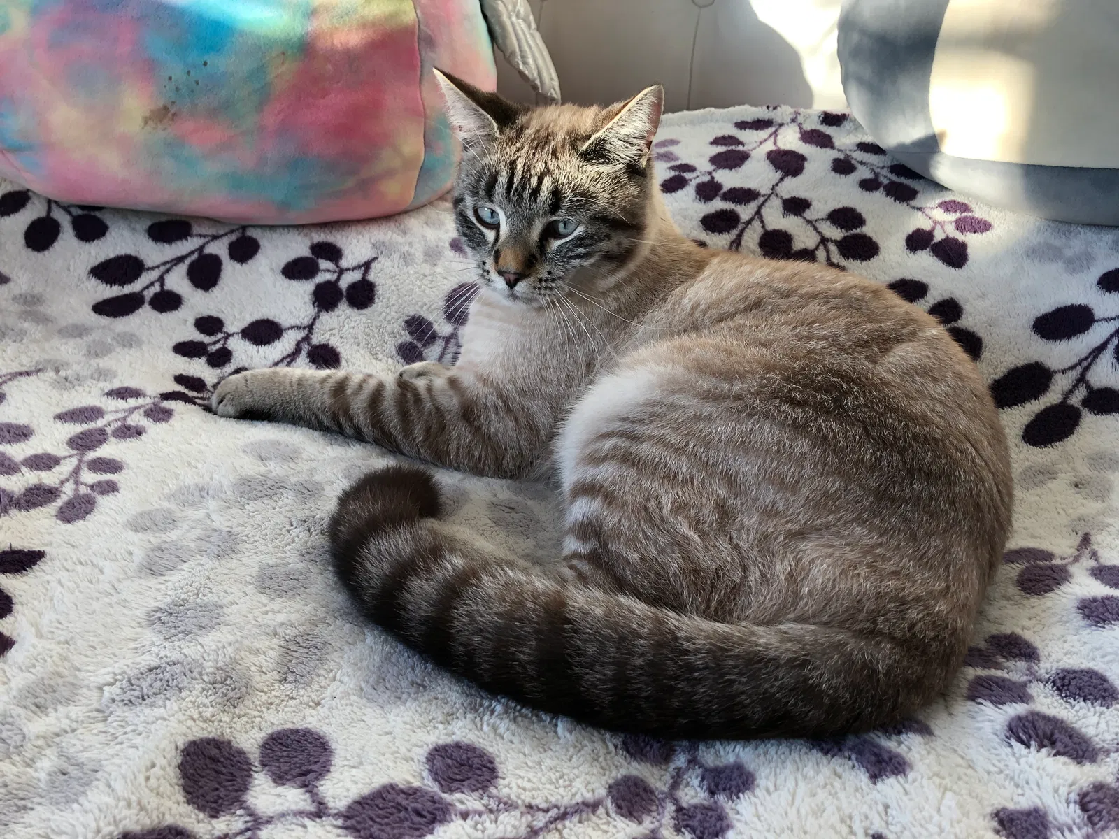 Lost cat in Salem, OR, 97317