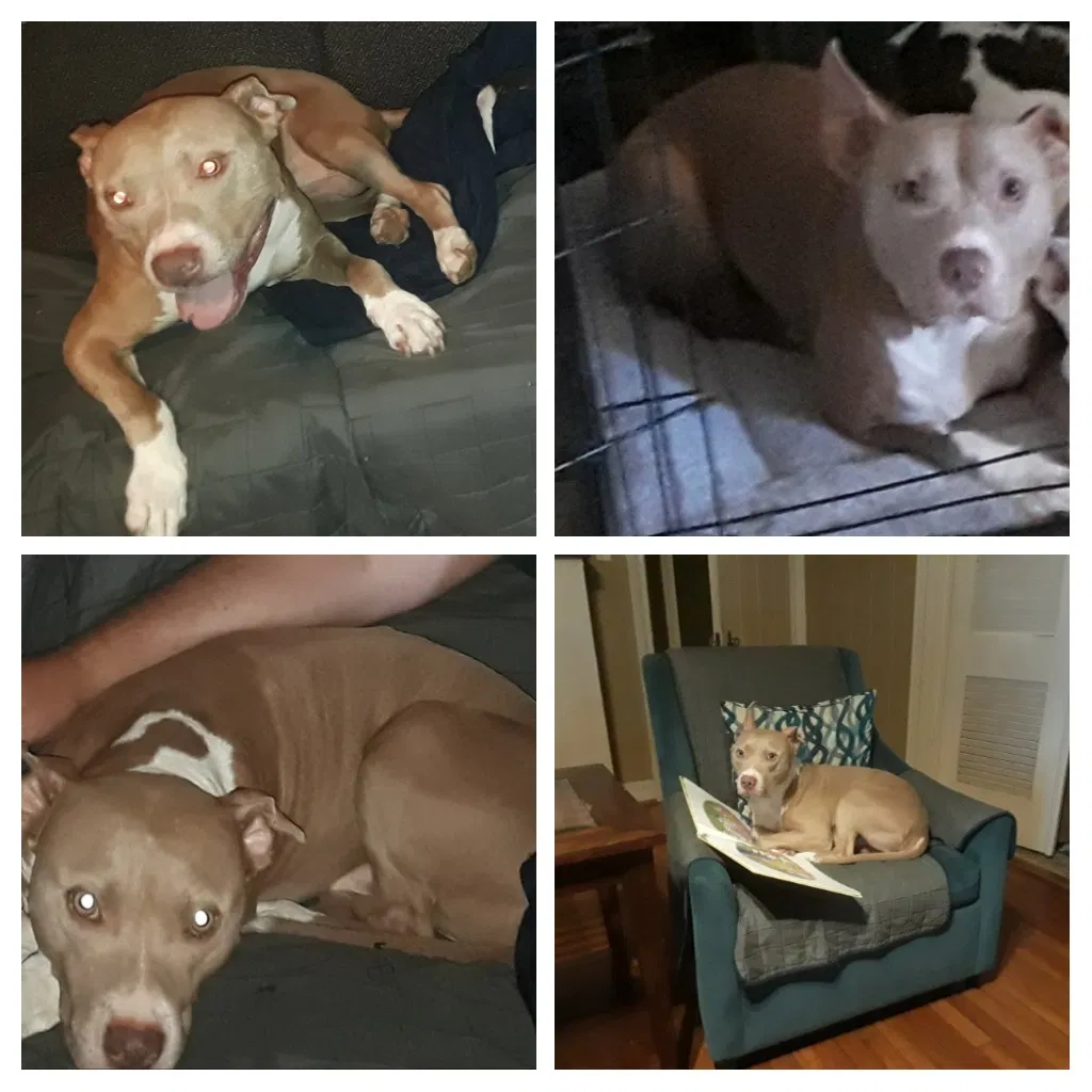 Lost dog in Corpus Christi, TX, 78404