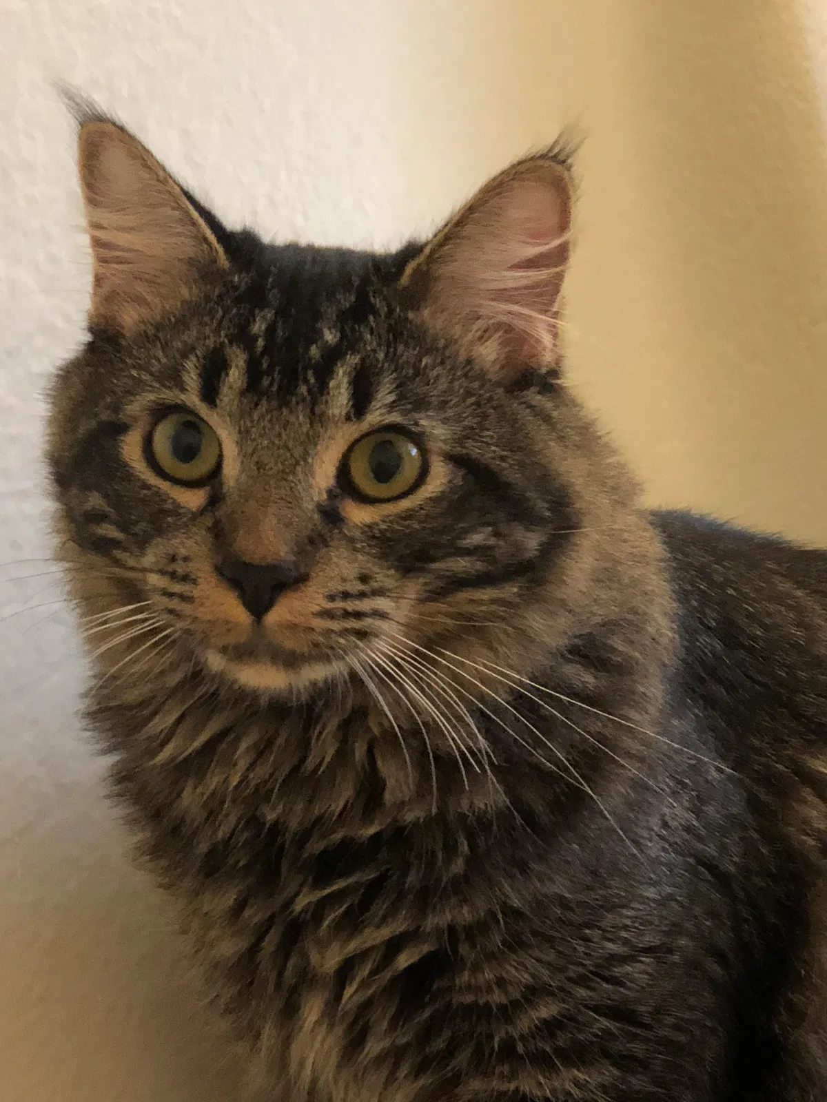 Lost cat in Orange, CA, 92866