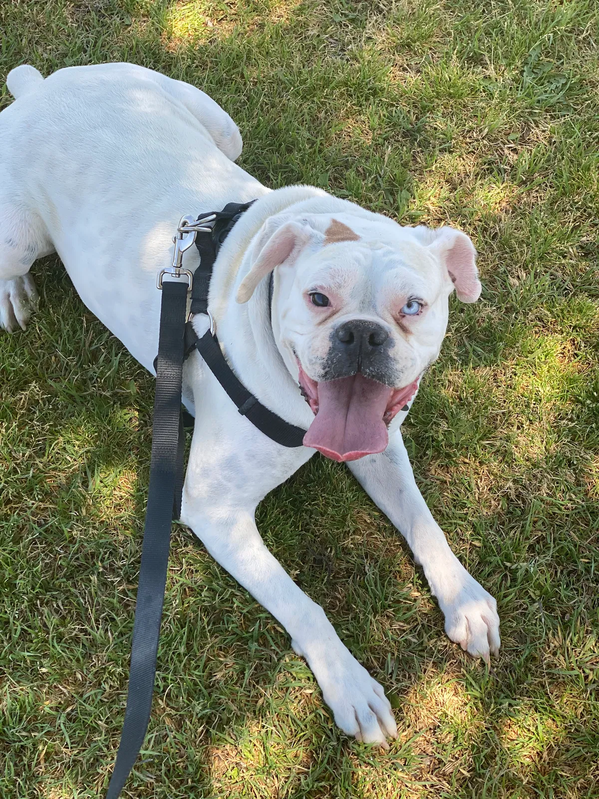 Lost dog in El Paso, TX, 79934