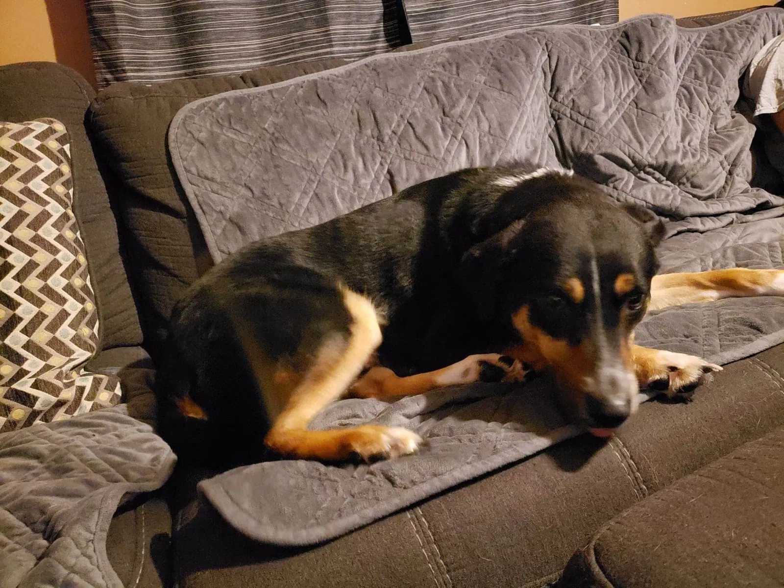 Lost dog in Marion, OH, 43302