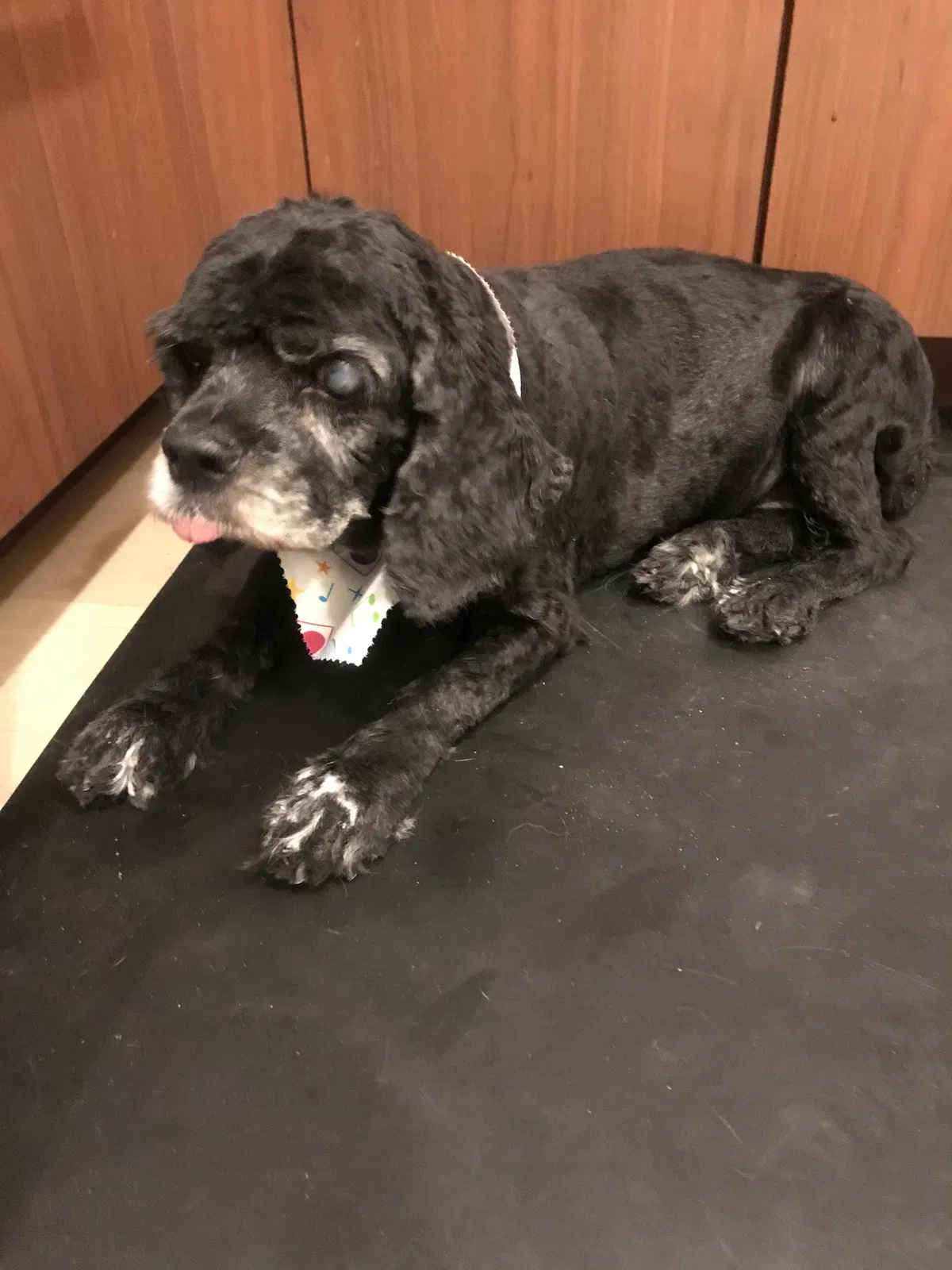 Lost dog in South Boston, VA, 24592