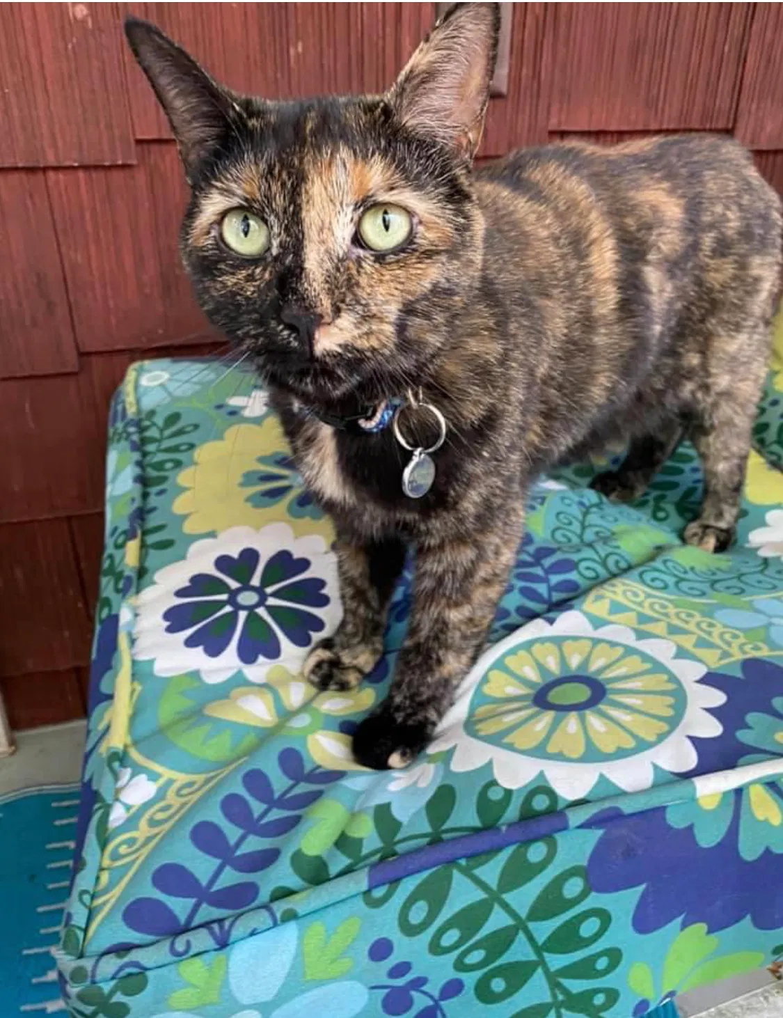 Lost cat in Columbus, OH, 43214