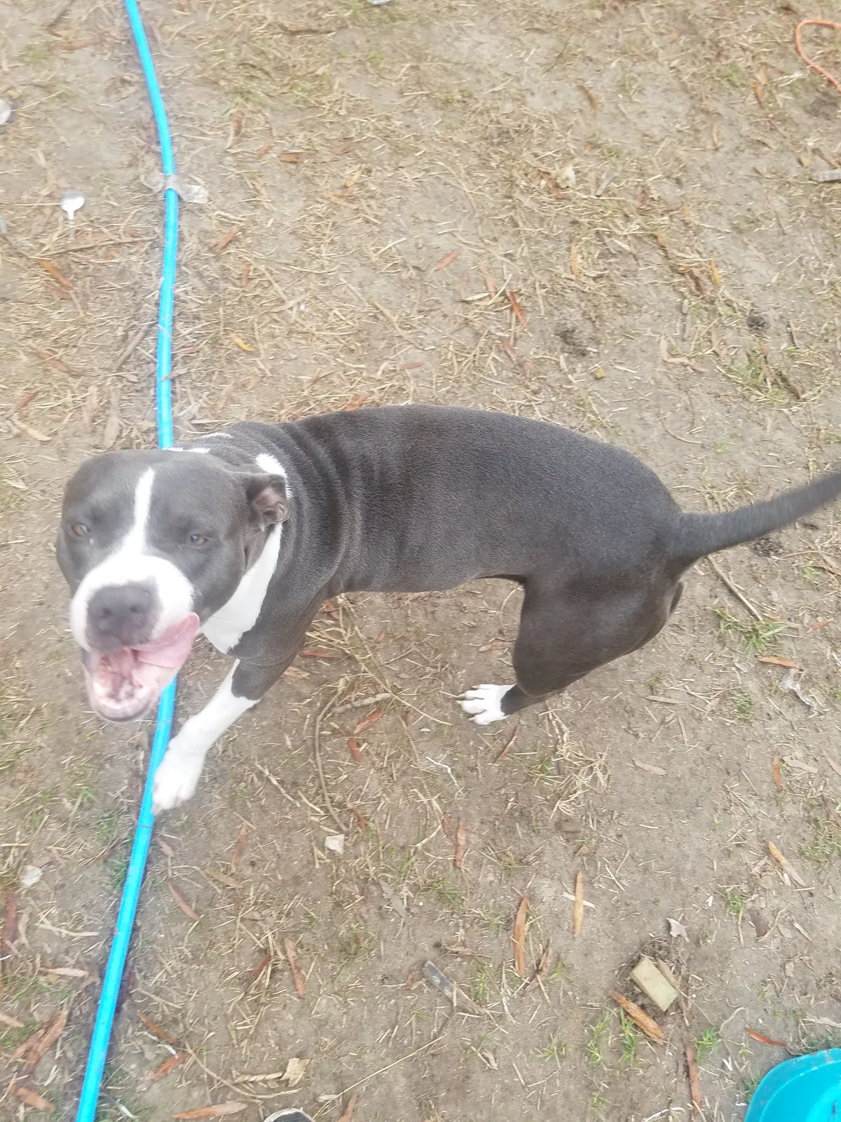 Lost dog in Summerville, SC, 29483