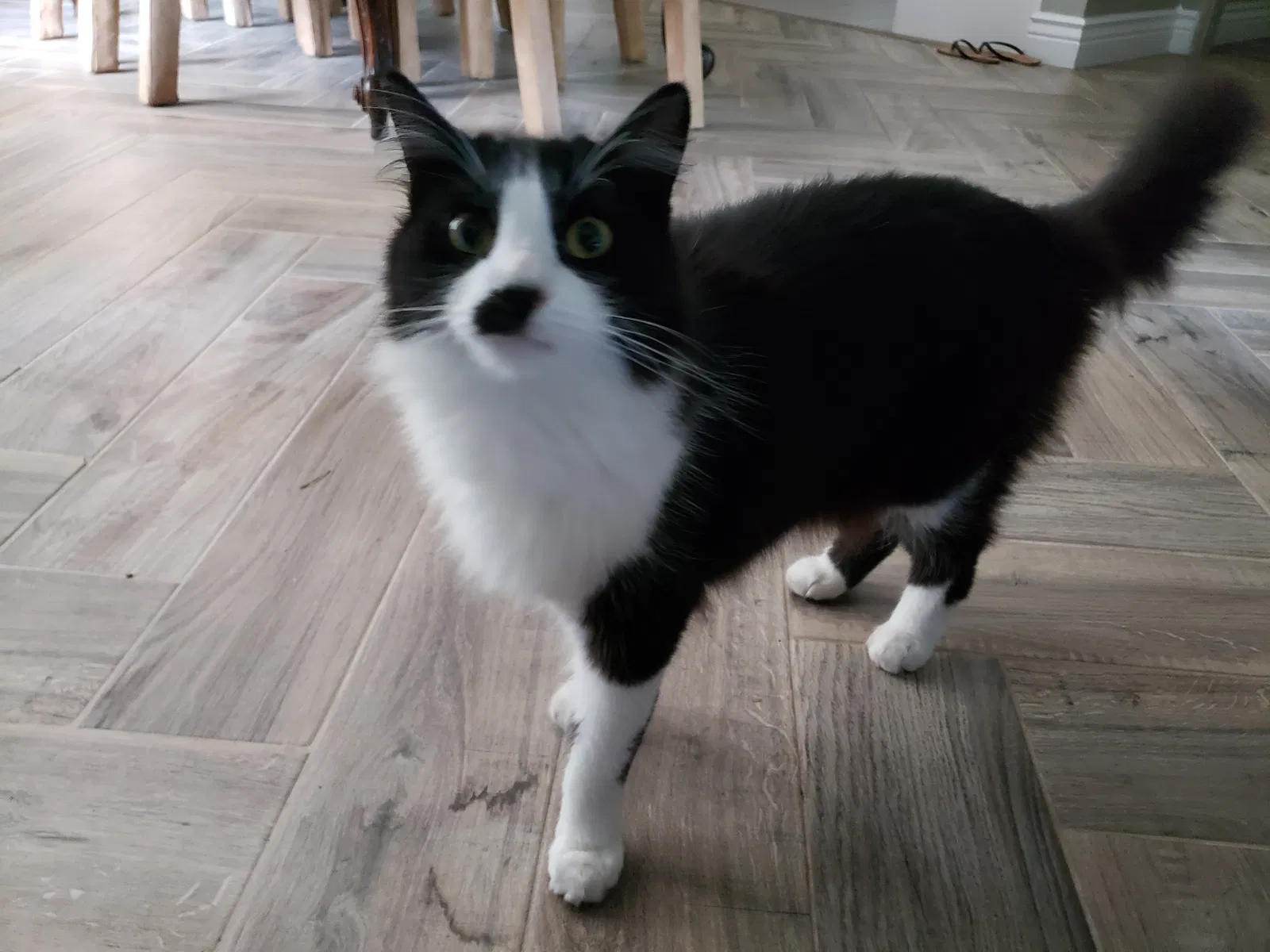Lost cat in Sanford, FL, 32771