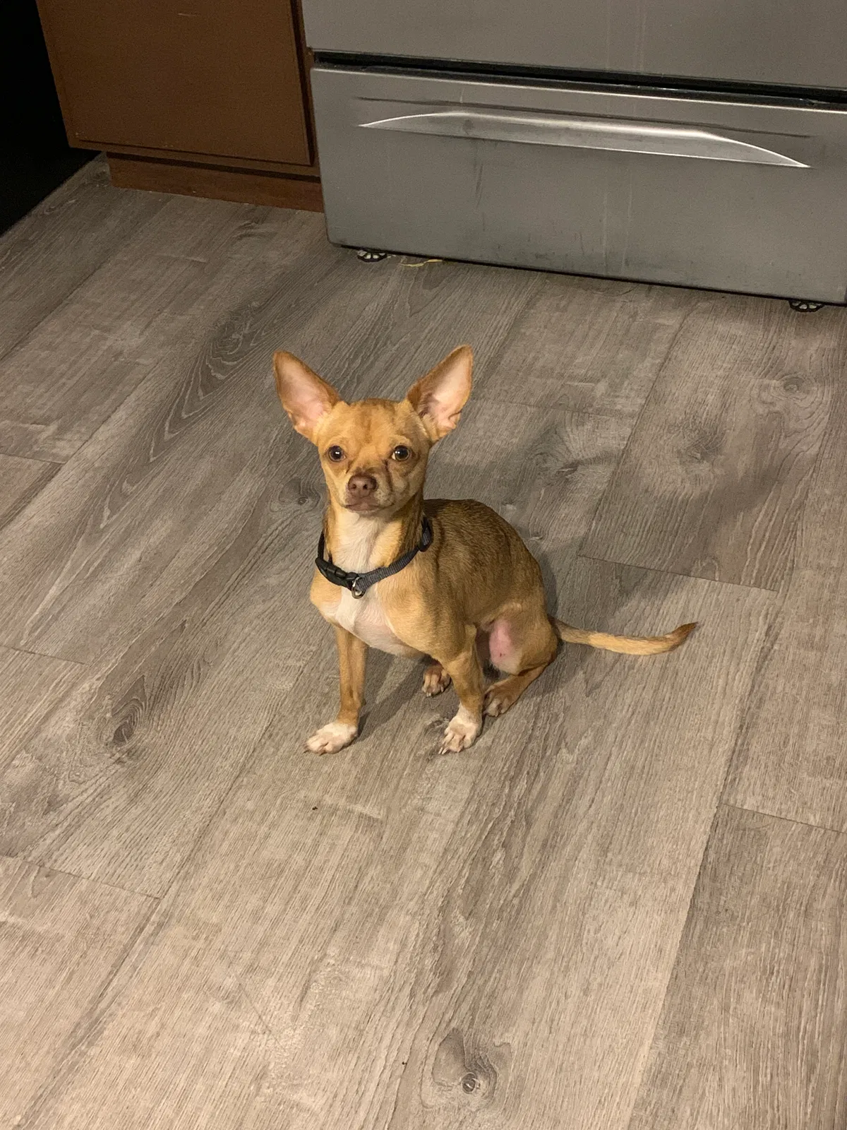 Lost dog in Panama City, FL, 32404