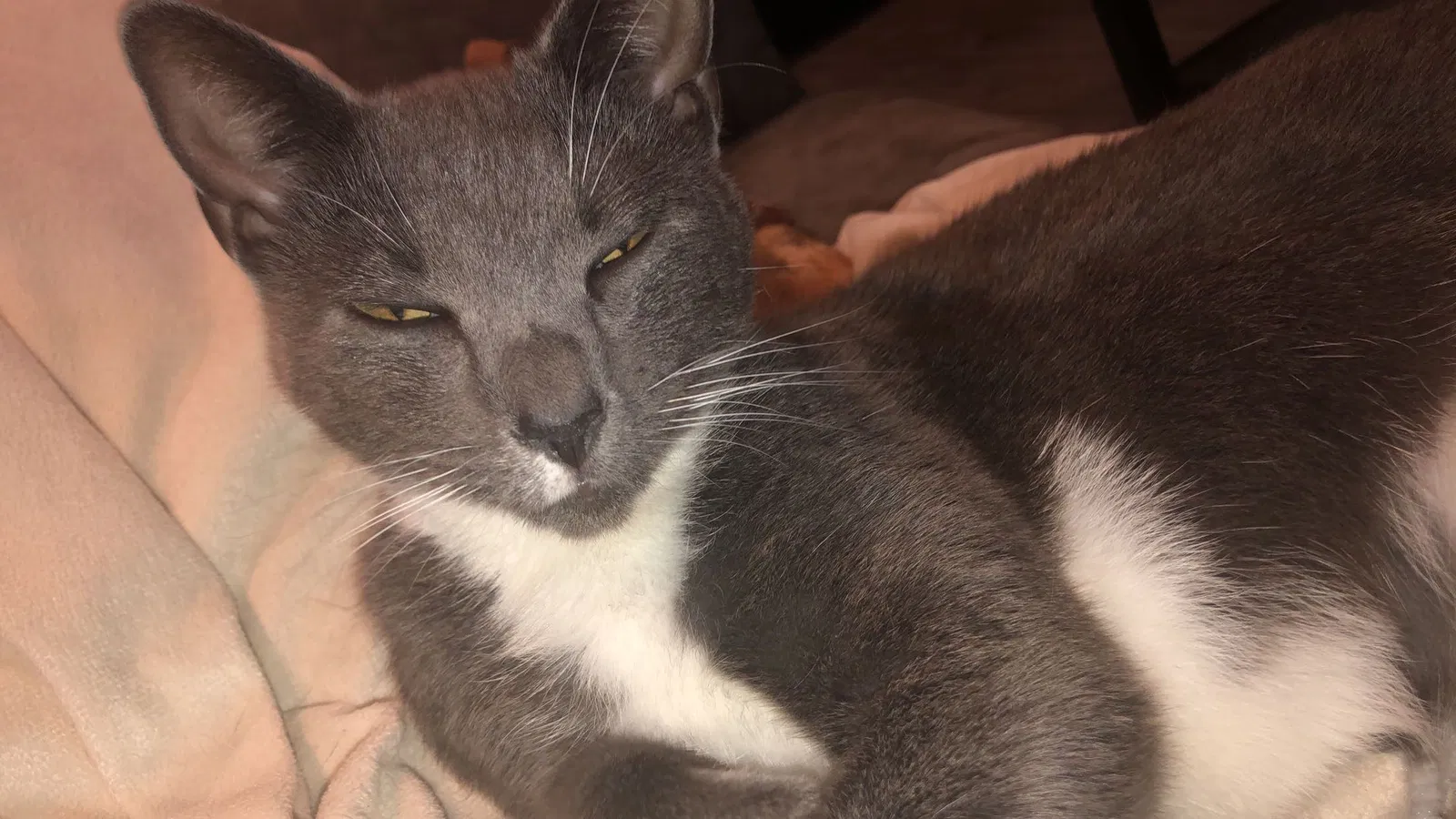 Lost cat in Washington, PA, 15301