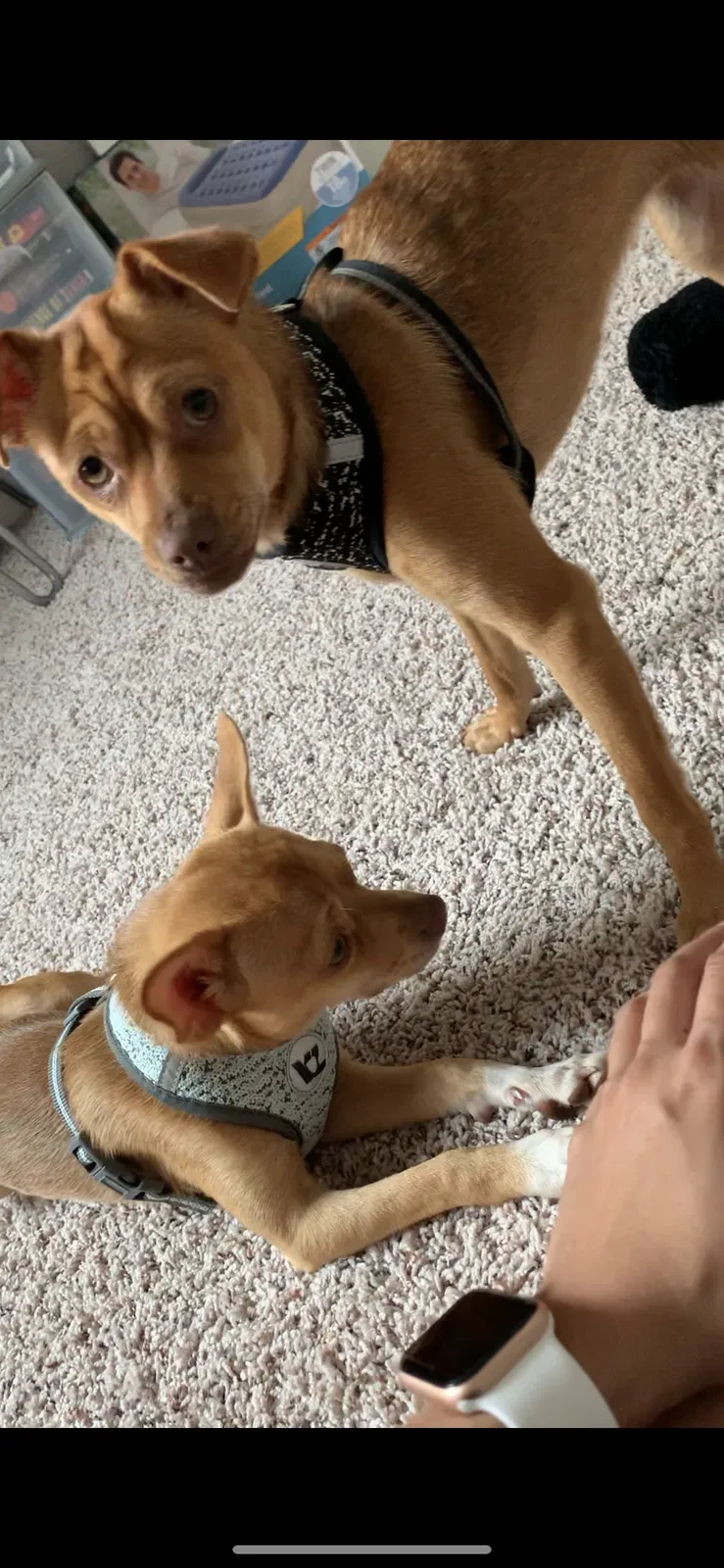 Lost dog in Panama City, FL, 32404