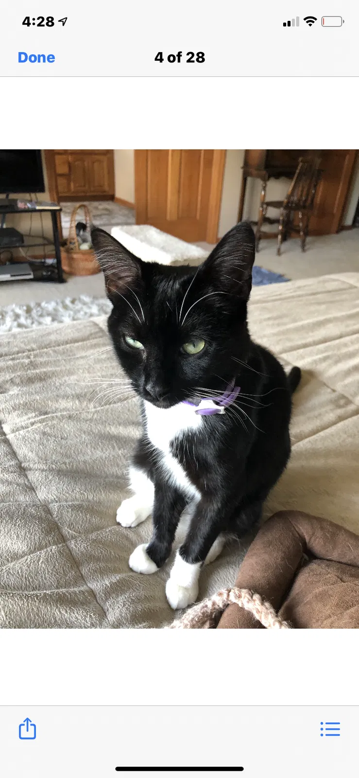Lost cat in Manhattan, IL, 60442
