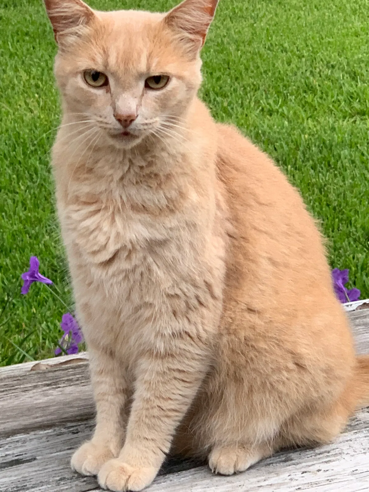 Lost cat in Charleston, SC, 29407