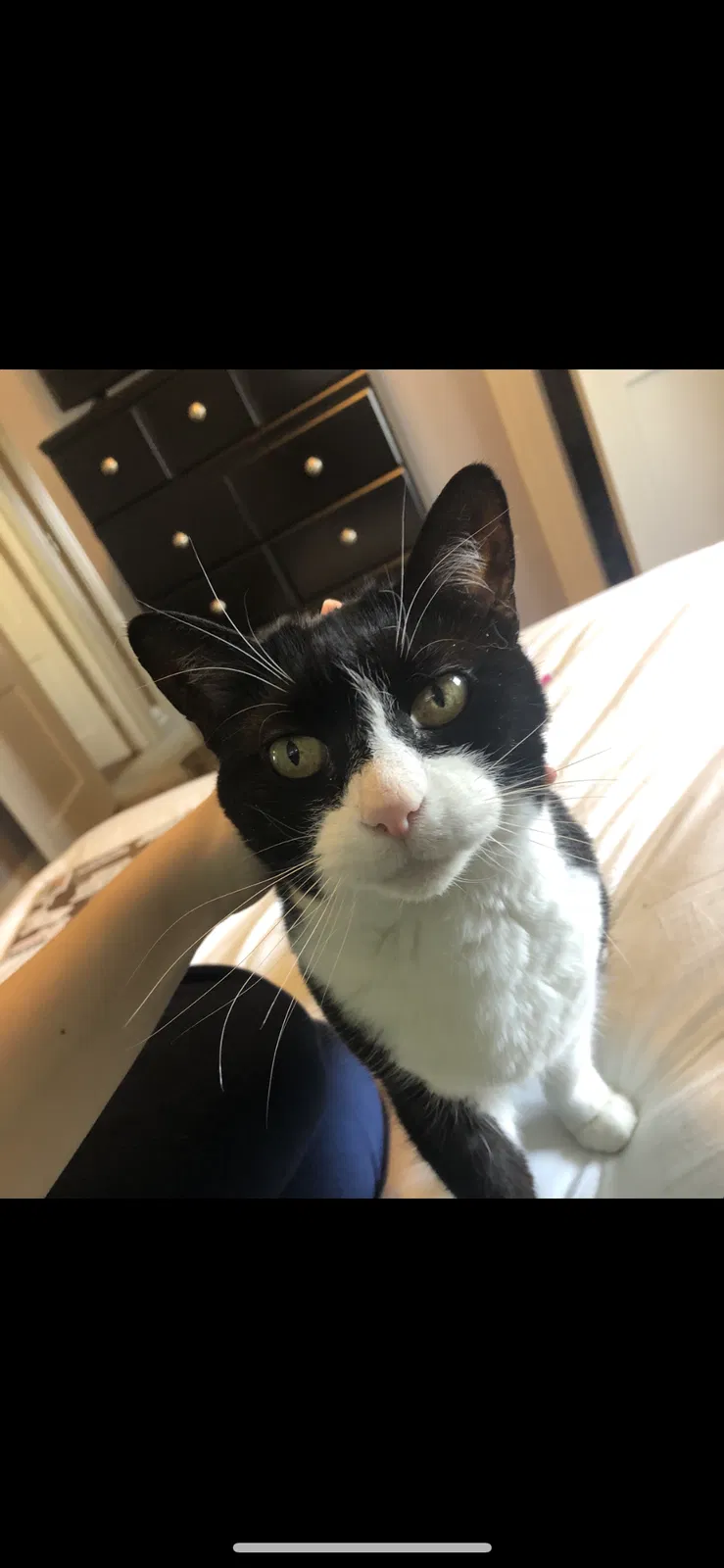 Lost cat in Worcester, MA, 1605