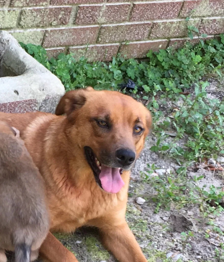 Lost dog in Sumter, SC, 29150