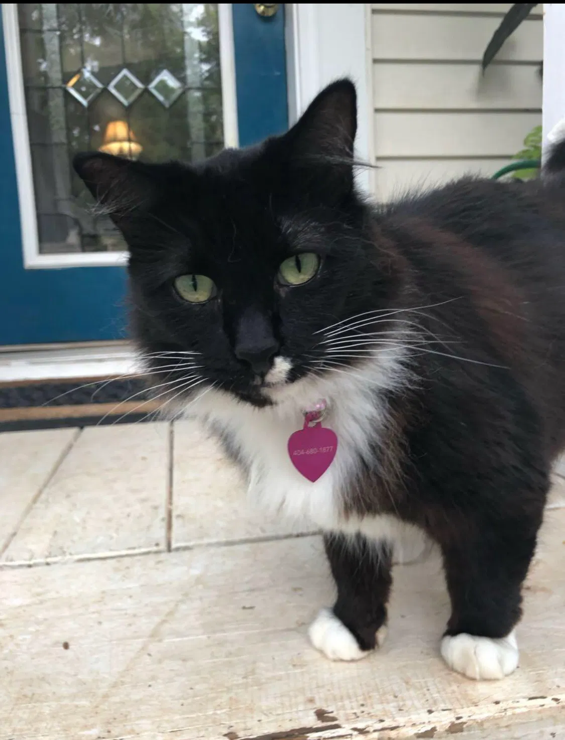 Lost cat in Decatur, GA, 30030