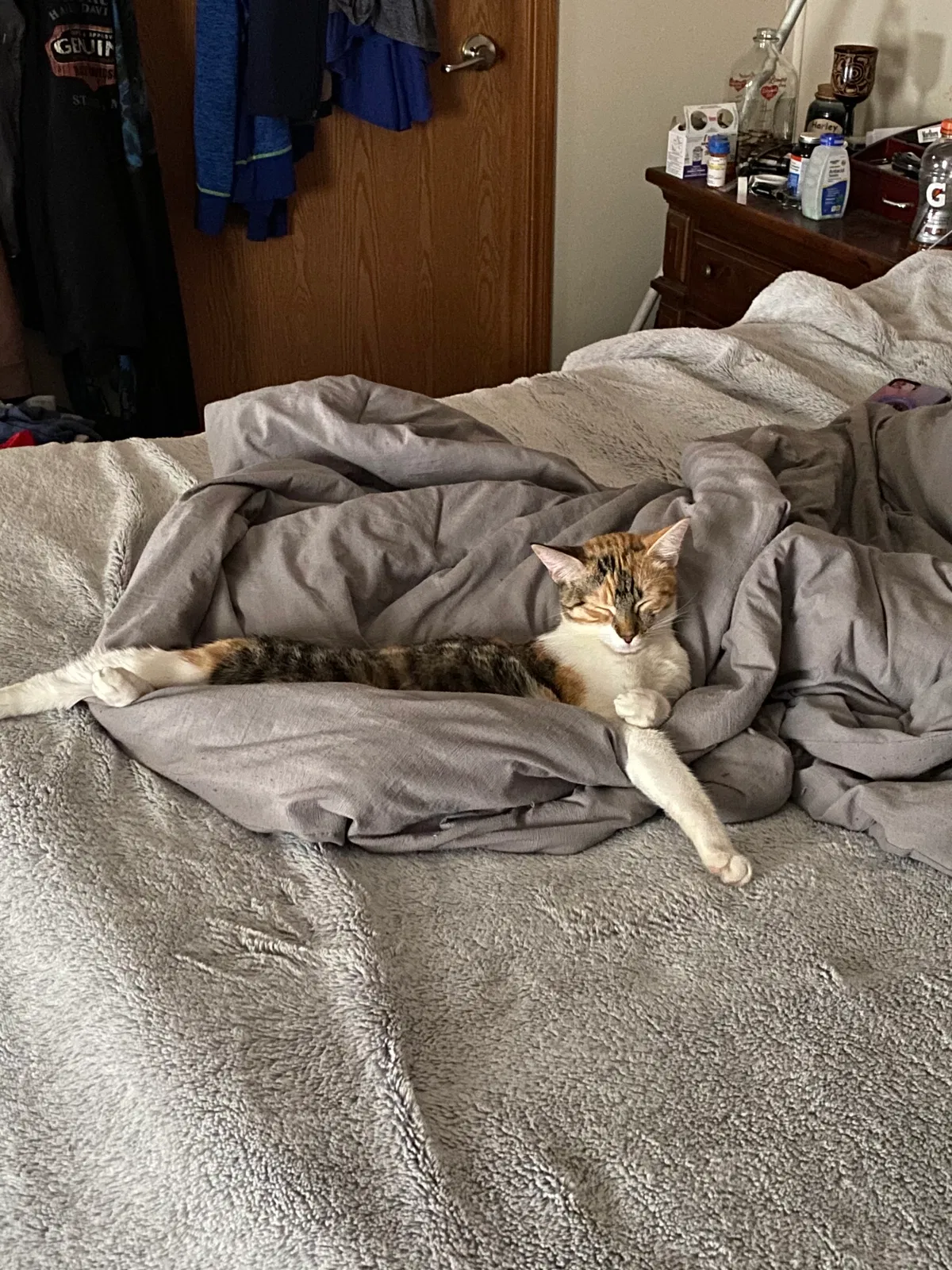 Lost cat in Inver Grove Heights, MN, 55077