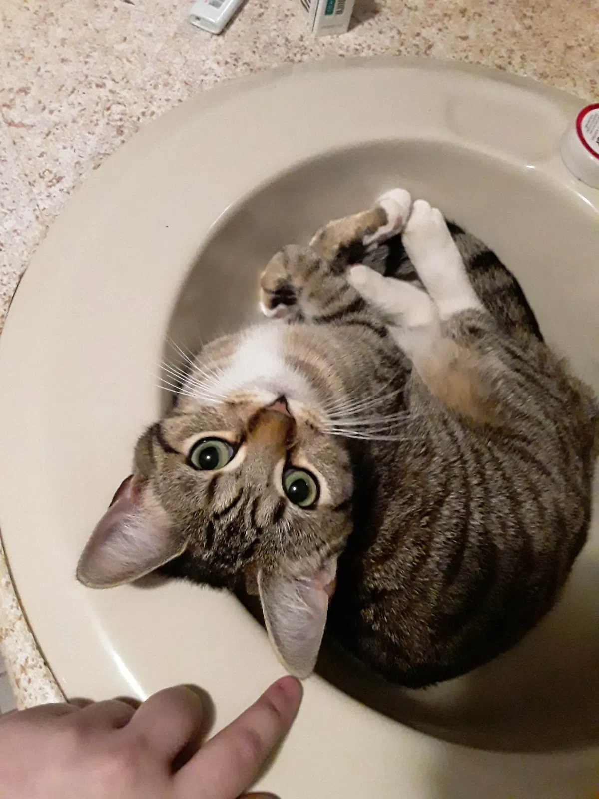 Lost cat in Fayetteville, NC, 28312