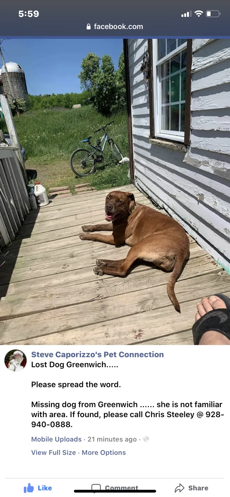 Lost dog in Argyle, NY, 12809