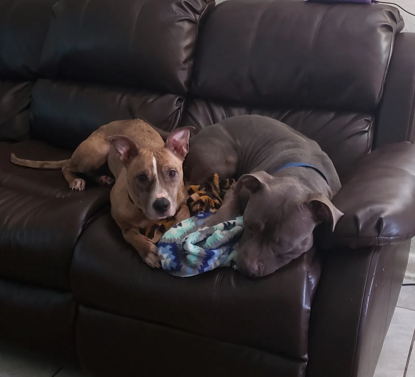 Lost dog in Orlando, FL, 32809