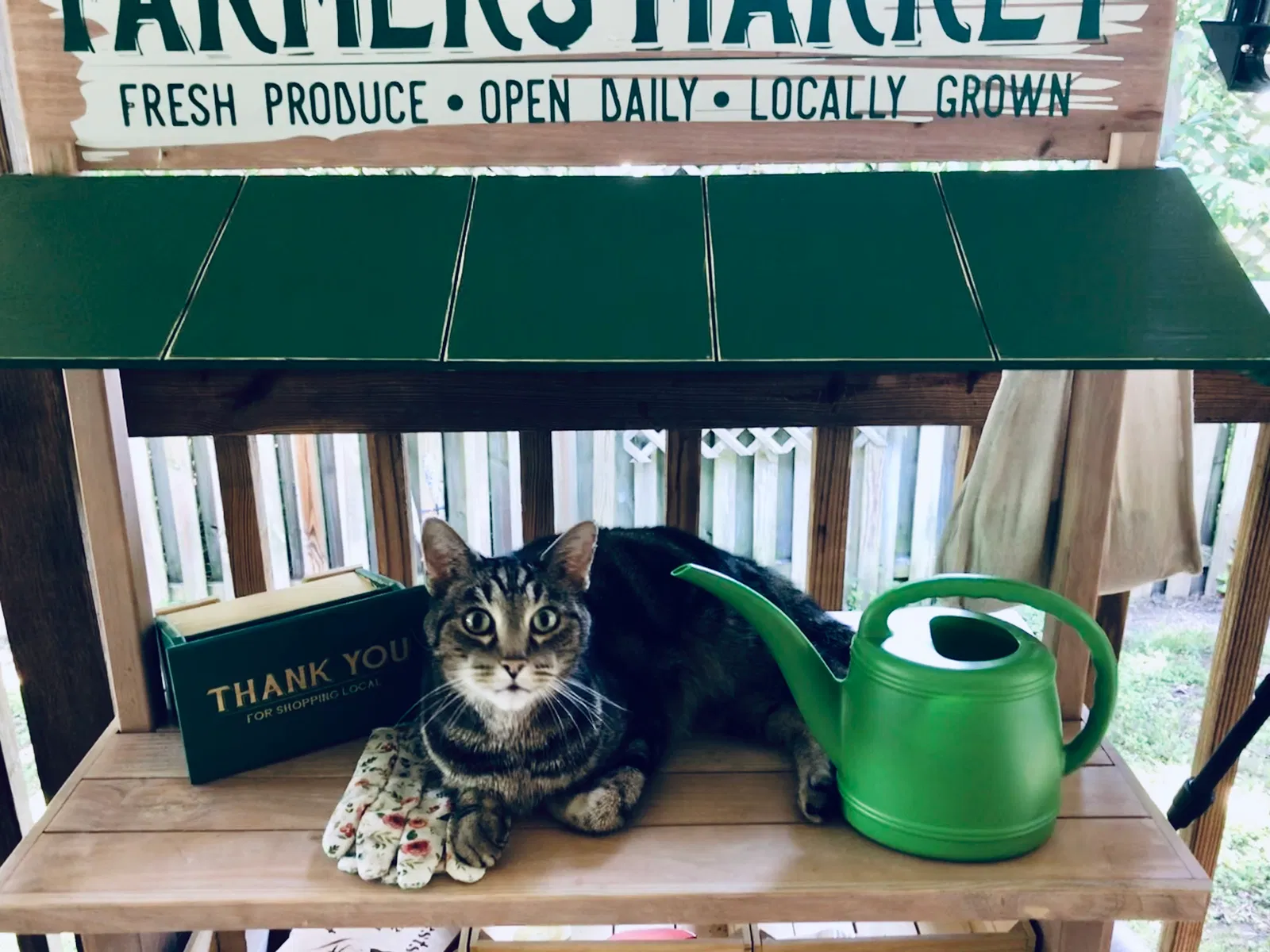 Lost cat in Cleveland, TN, 37312
