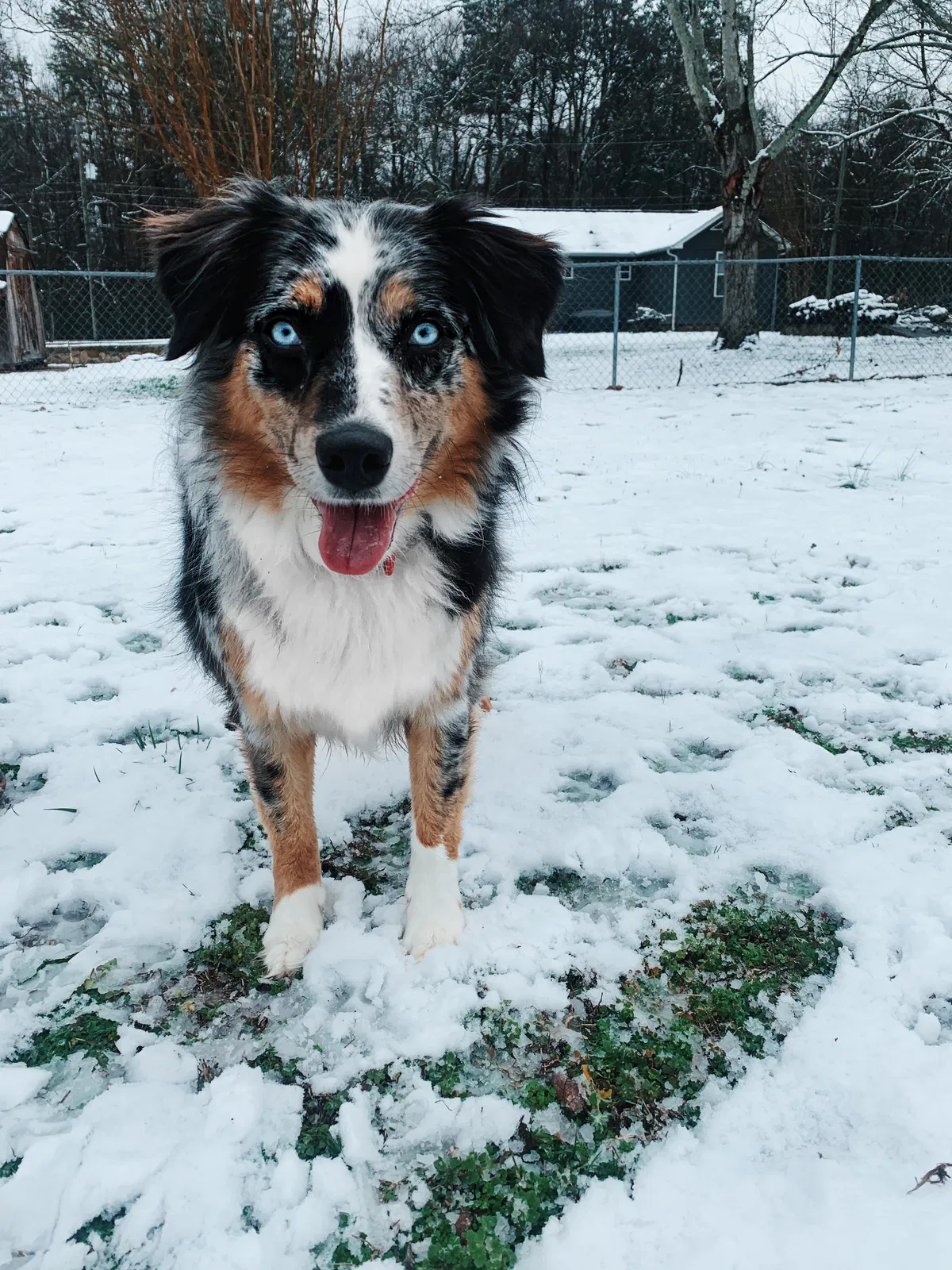 Lost dog in Soddy Daisy, TN, 37379