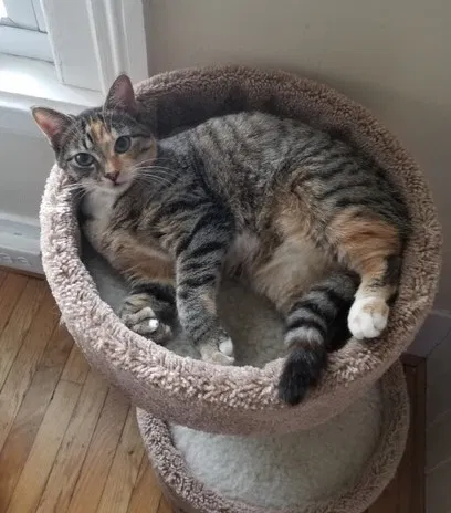 Lost cat in Rochester, NY, 14607