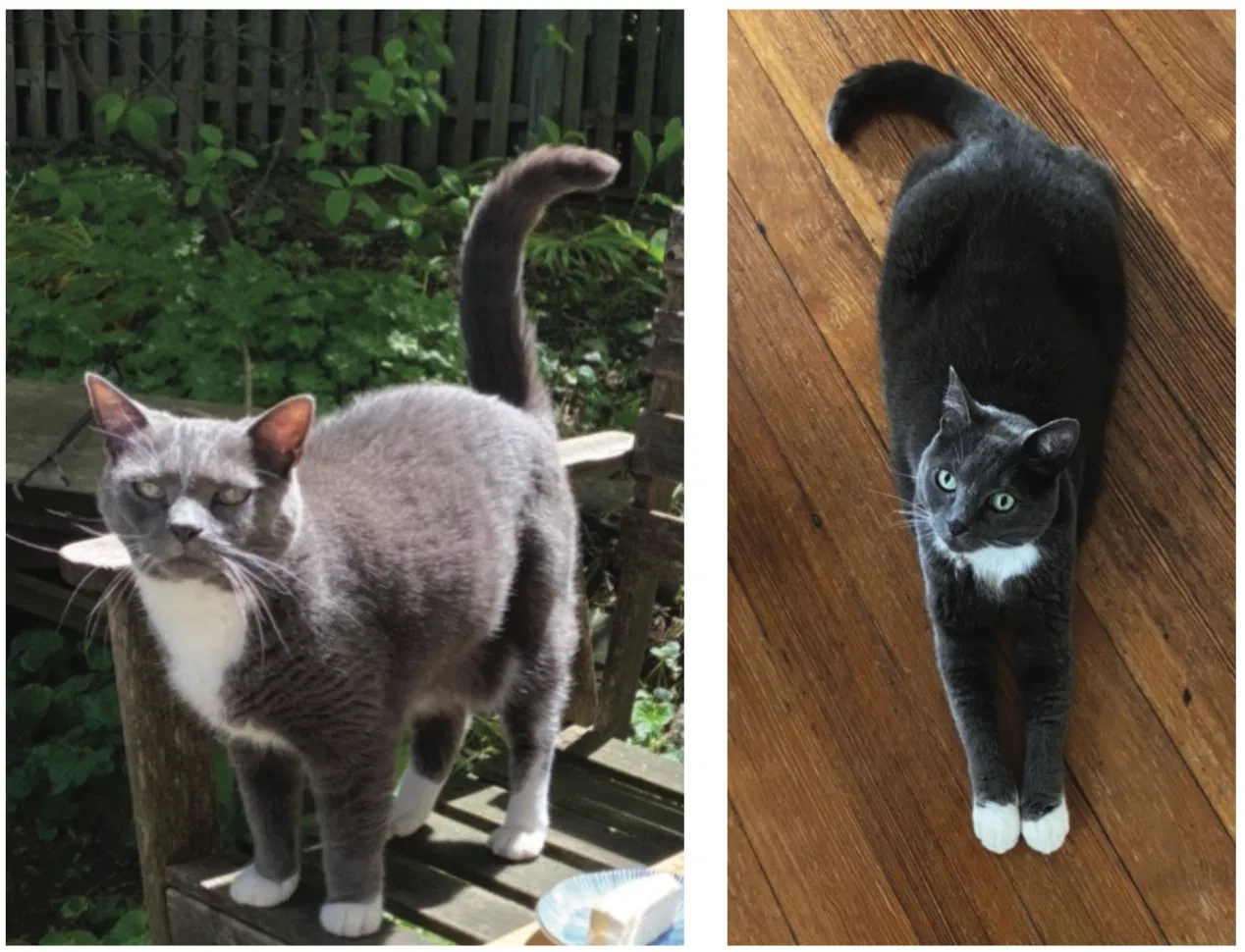 Lost cat in Jamaica Plain, MA, 2130