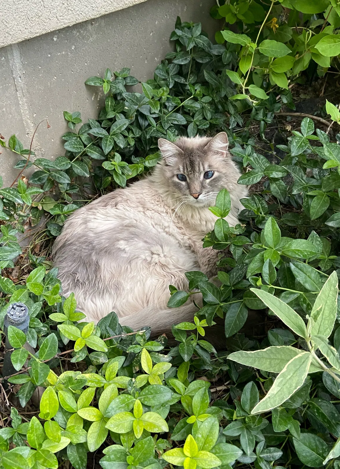 Lost cat in Spanish Fork, UT, 84660