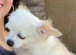 Lost dog in Reno, NV, 89503