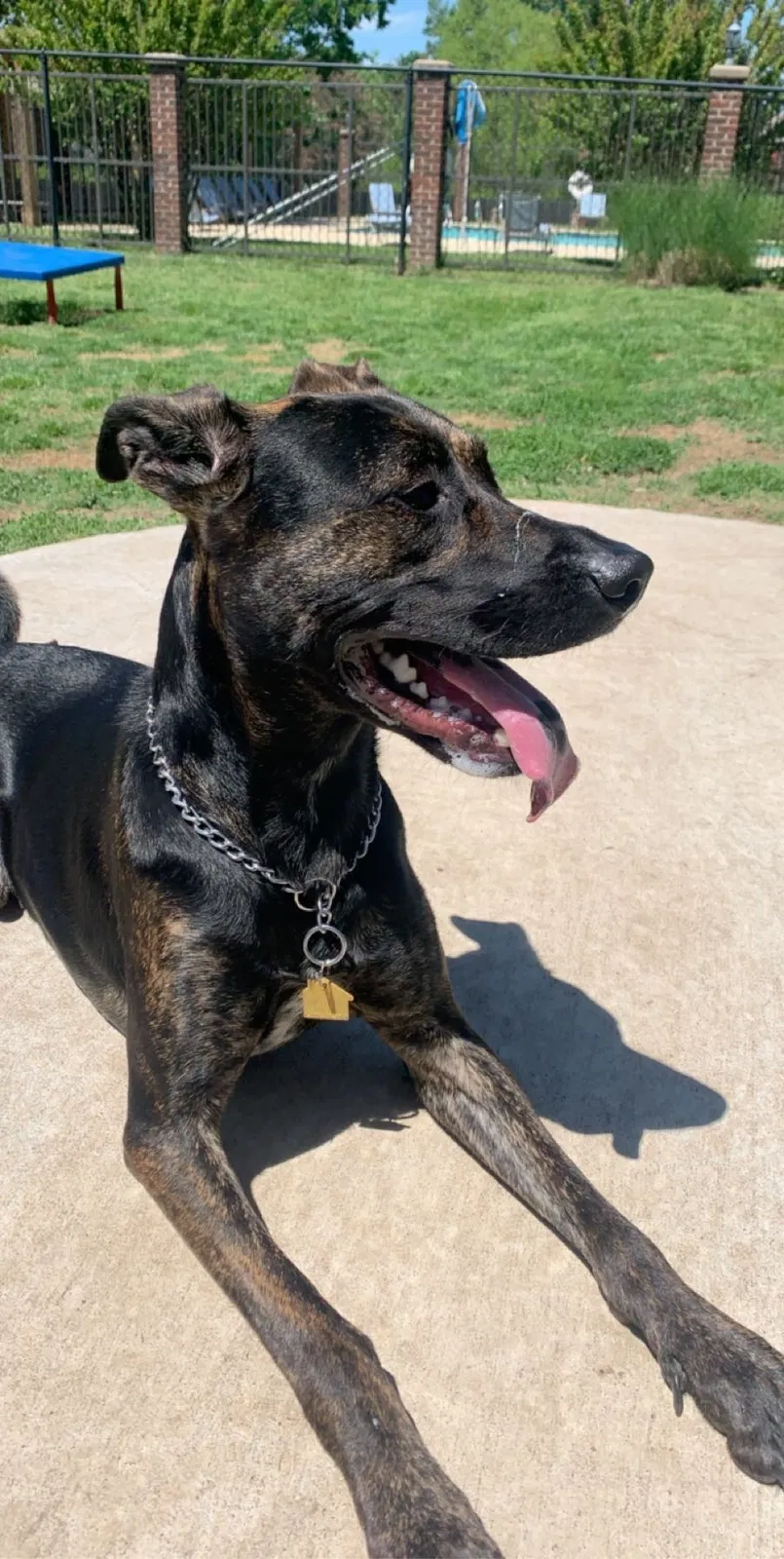 Lost dog in Tulsa, OK, 74133