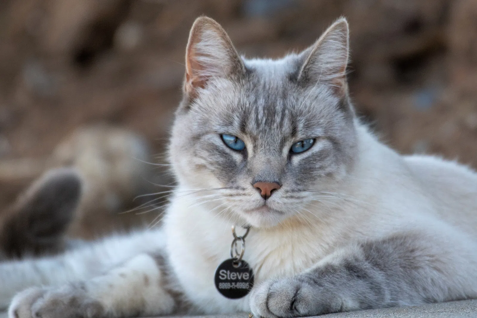 Lost cat in San Diego, CA, 92117