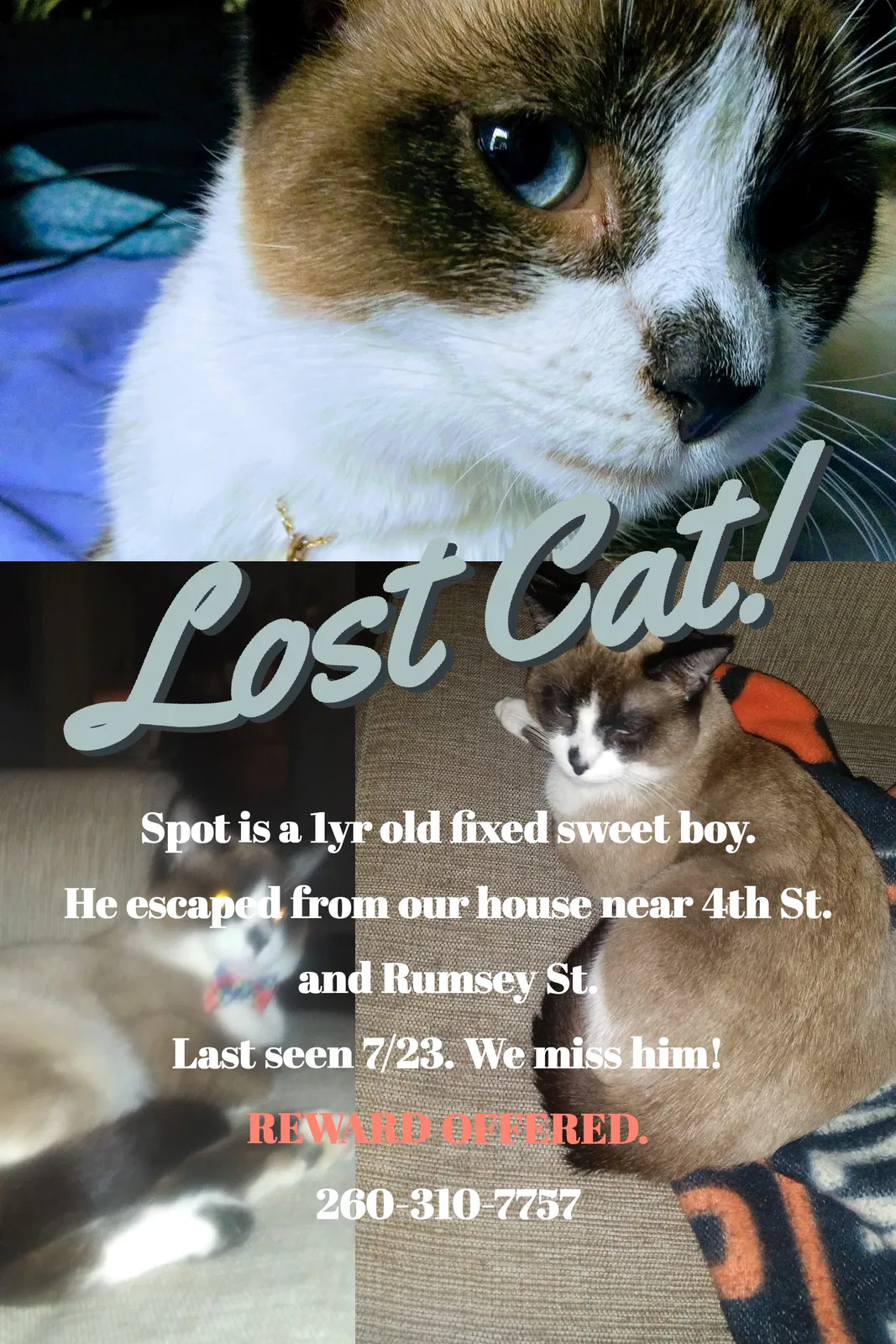 Lost cat in Fort Wayne, IN, 46808