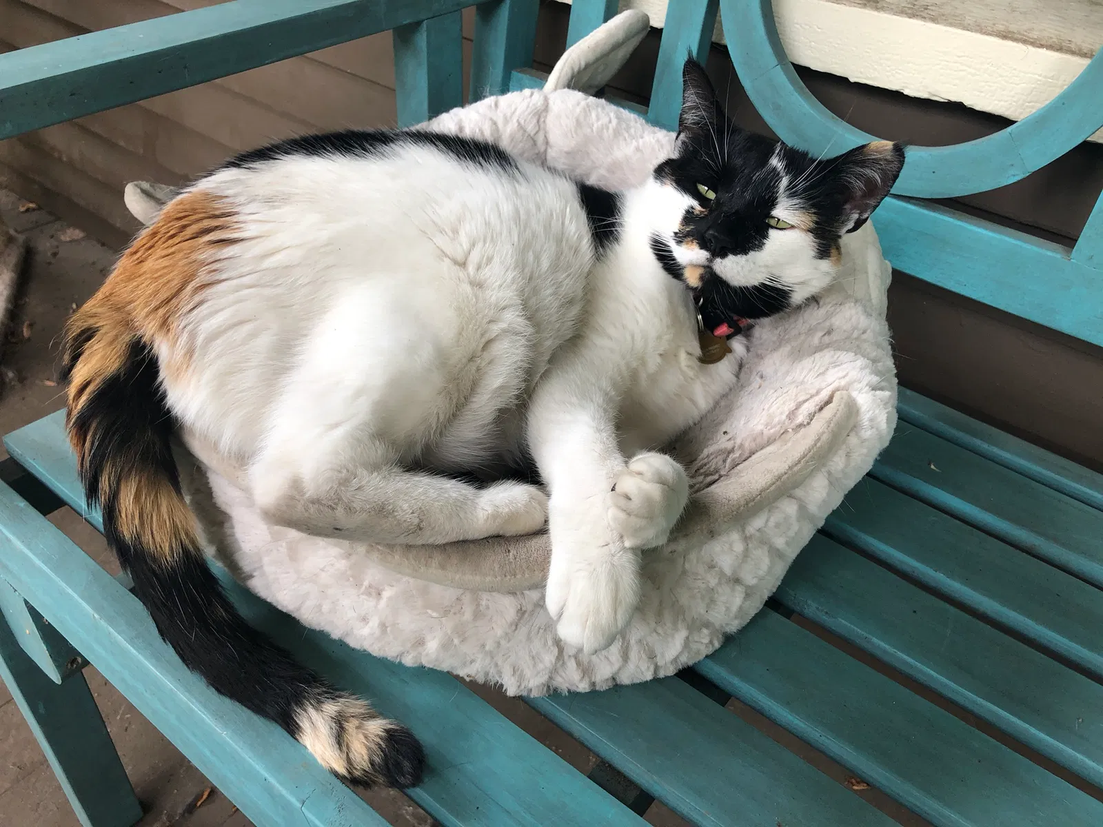 Lost cat in Tacoma, WA, 98406