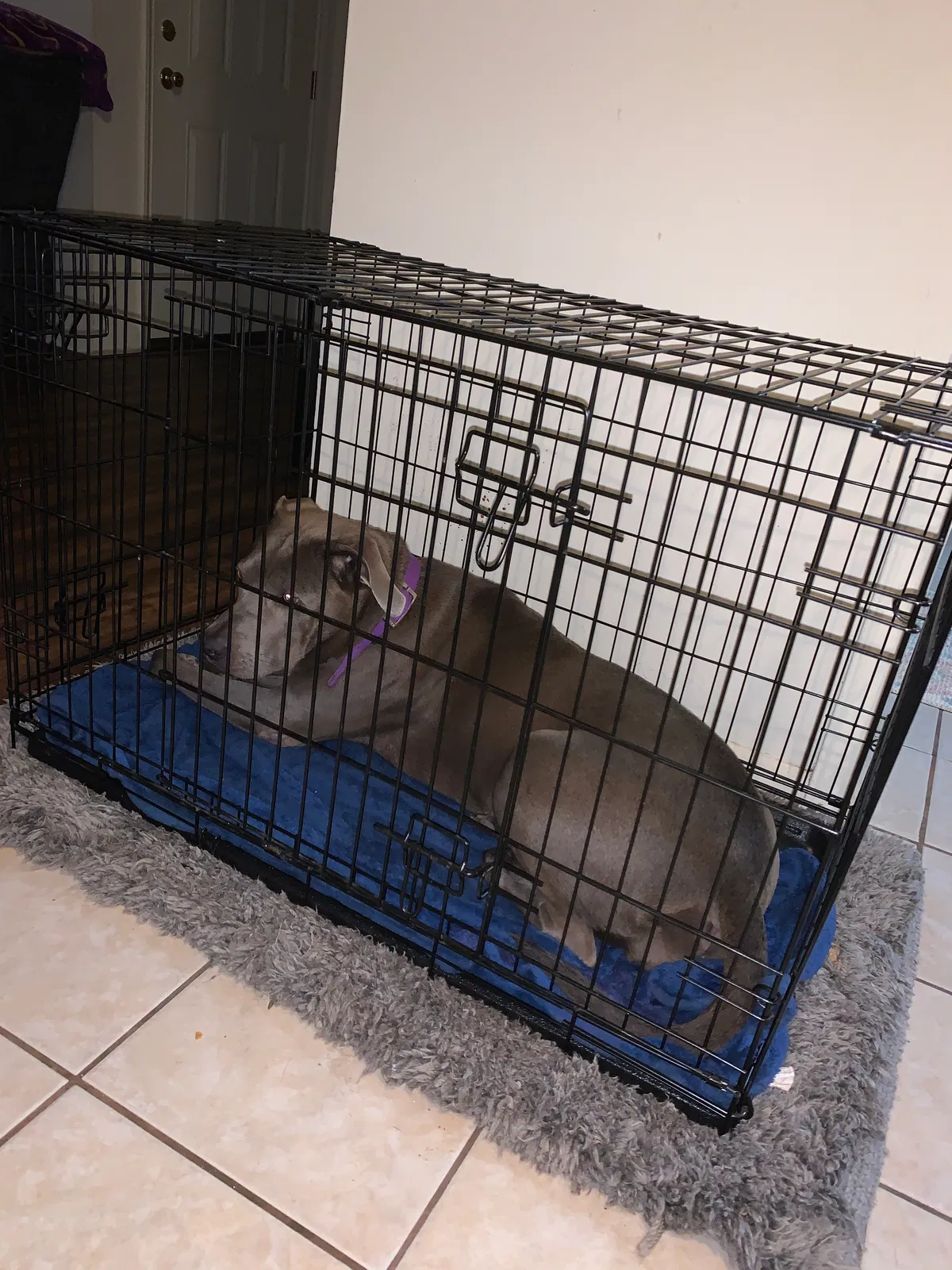 Lost dog in Bryan, TX, 77802