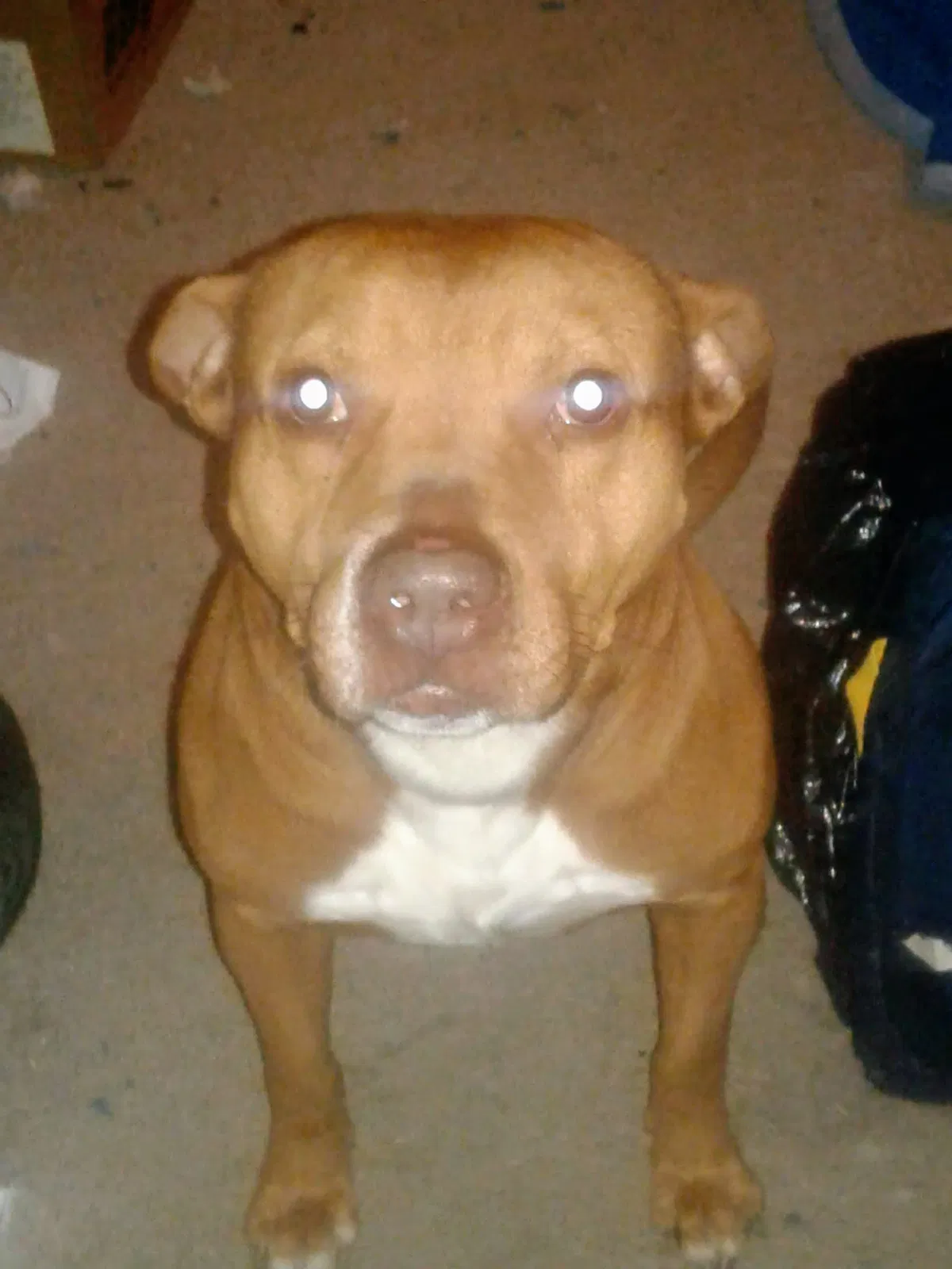 Lost dog in Cleveland, OH, 44125
