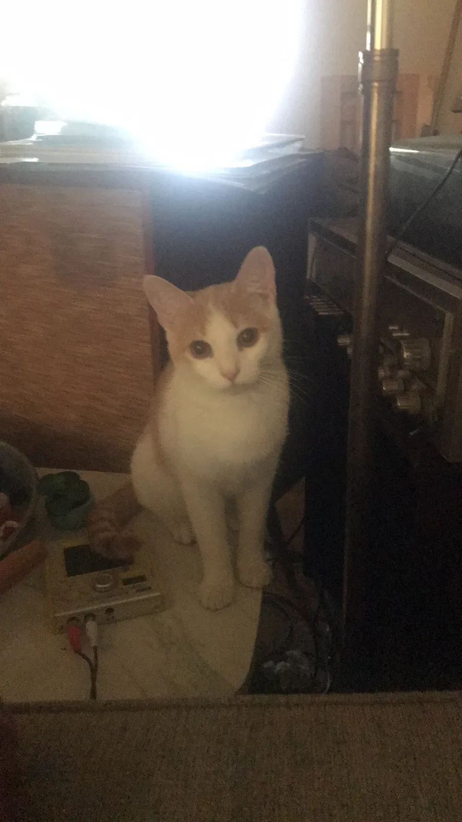 Lost cat in Birmingham, AL, 35222