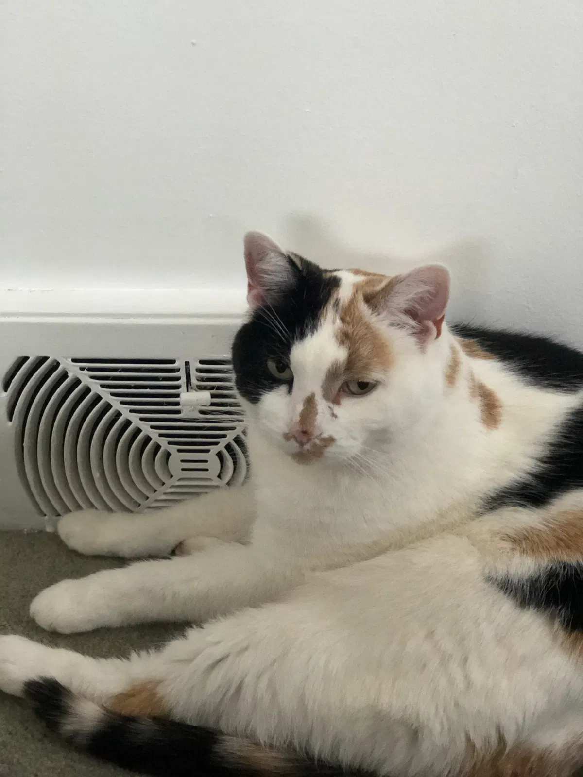 Lost cat in Minnetonka, MN, 55345
