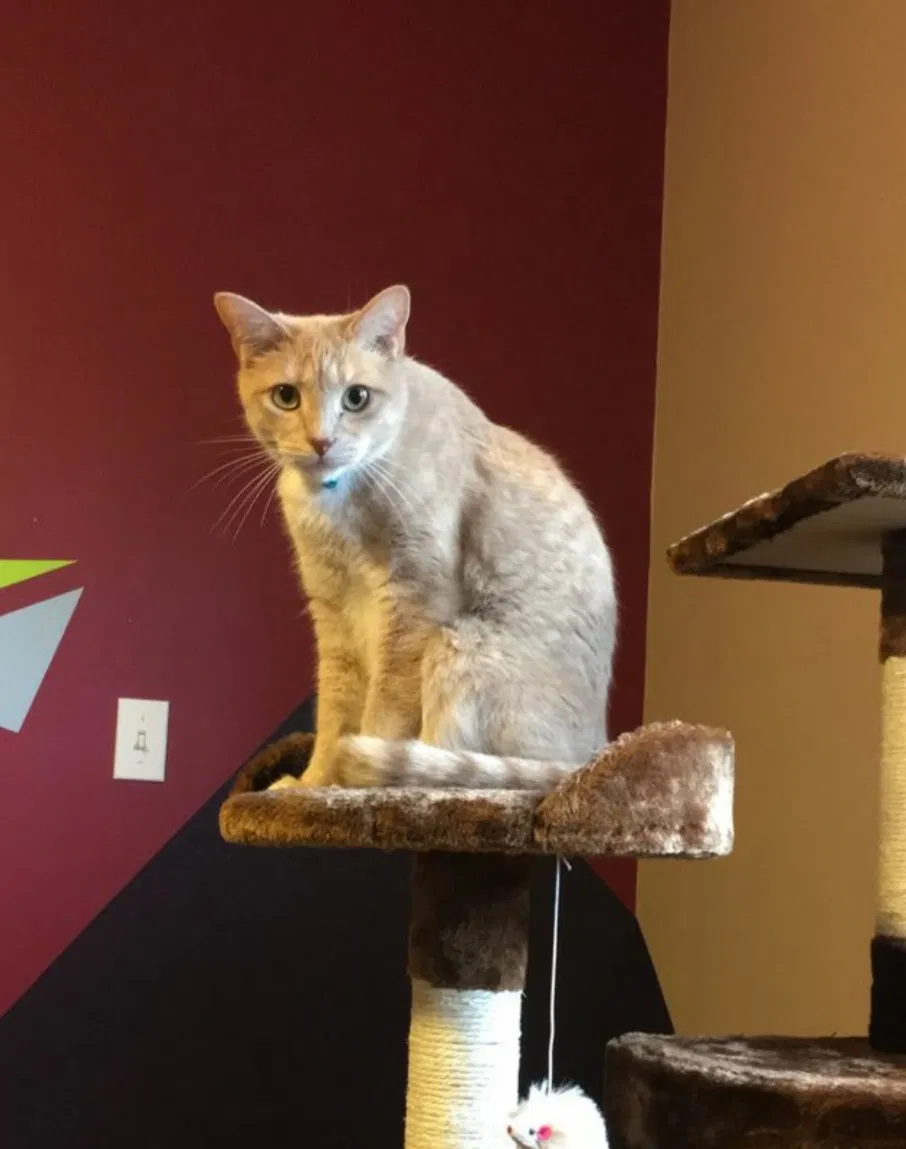 Lost cat in Seattle, WA, 98105
