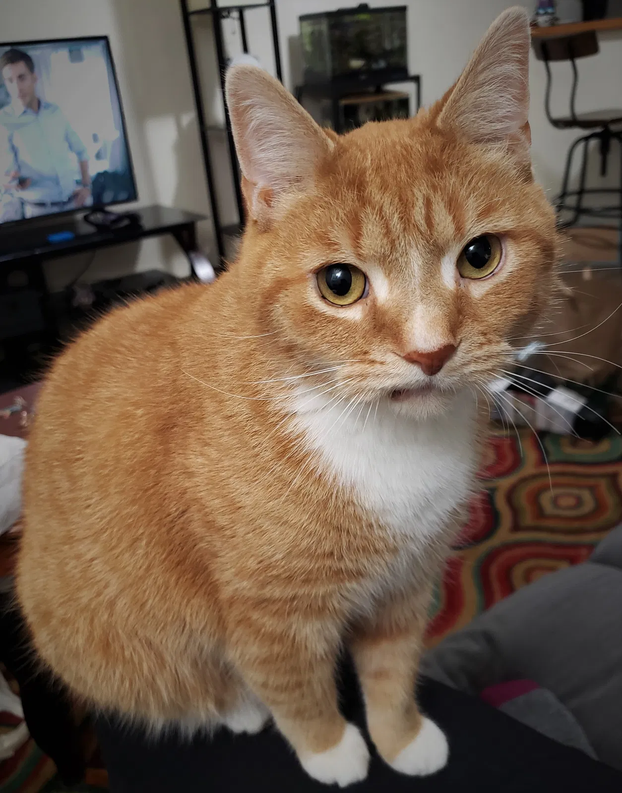 Lost cat in Bothell, WA, 98021