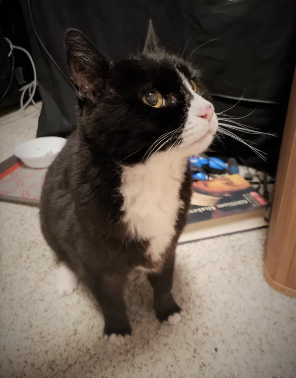 Found cat in Bellevue, WA, 98015