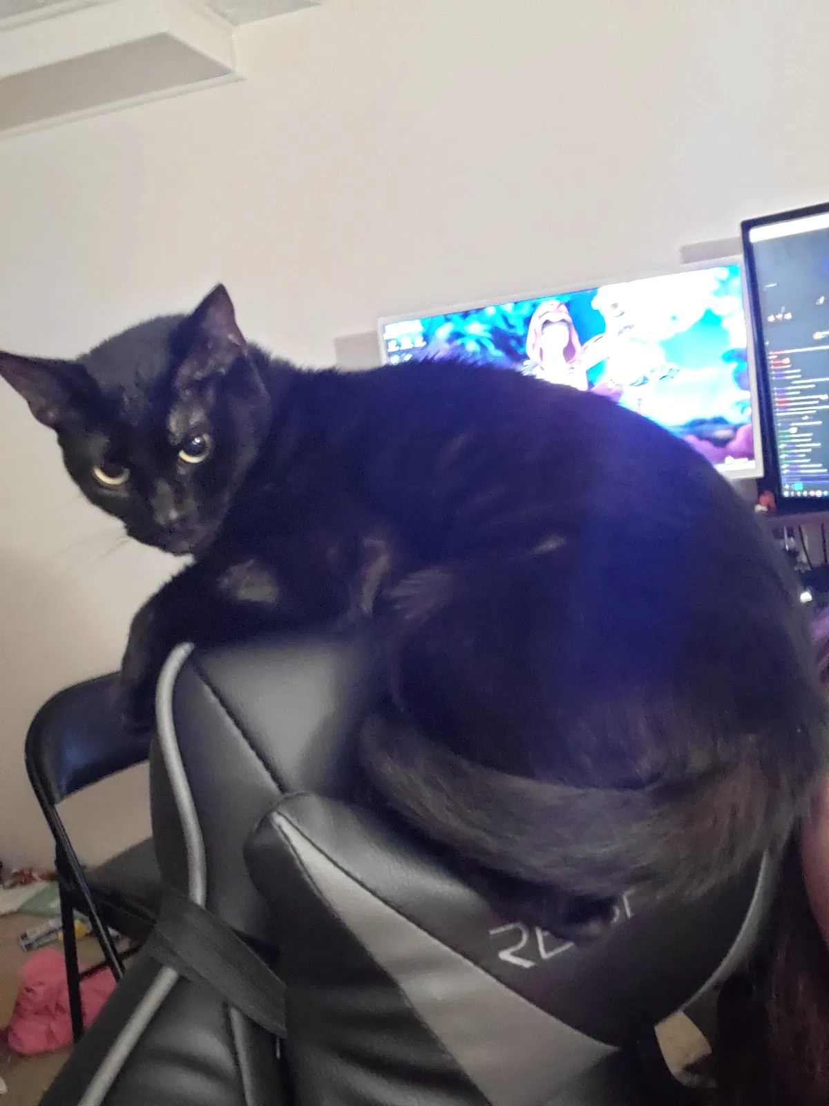 Lost cat in Columbus, OH, 43204