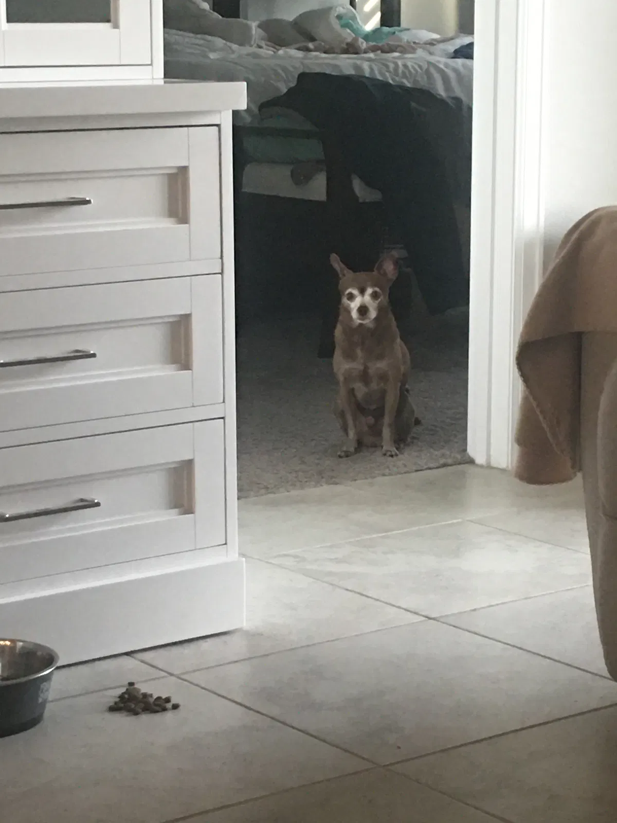 Lost dog in Clermont, FL, 34711
