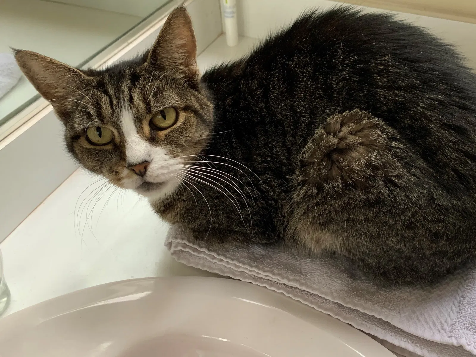 Lost cat in Port Saint Lucie, FL, 34952