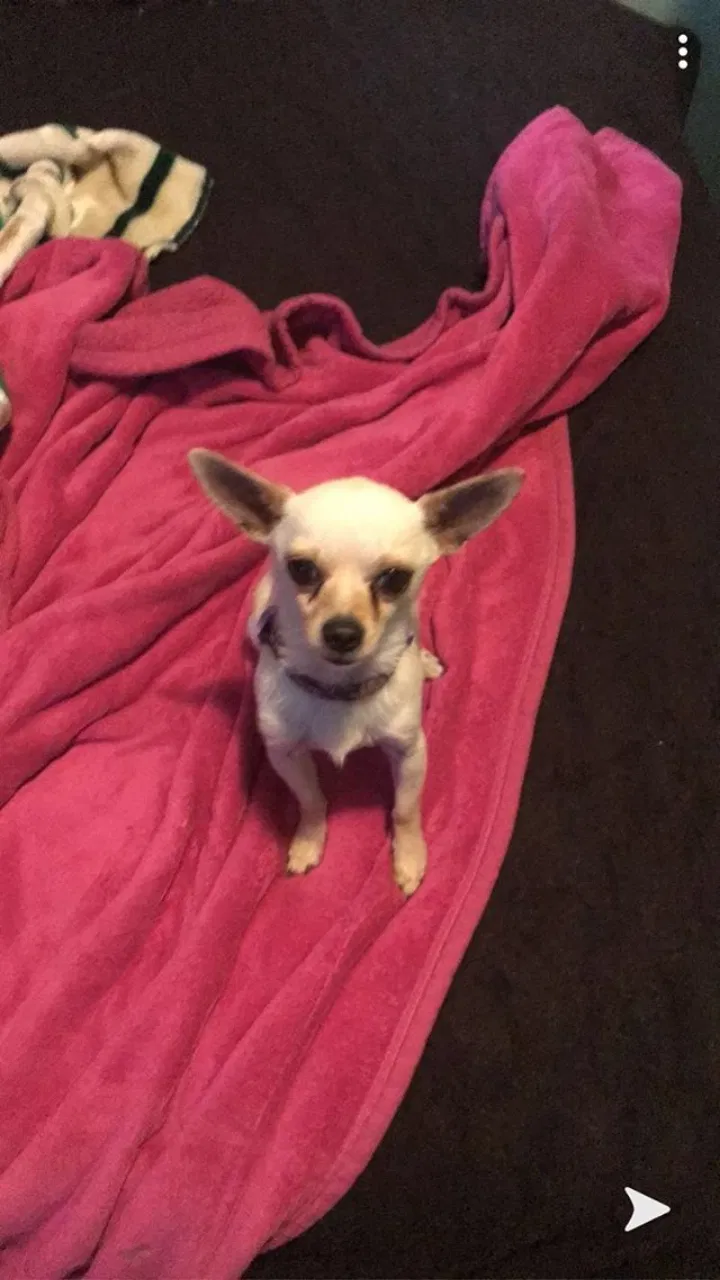 Lost dog in Stockton, CA, 95205