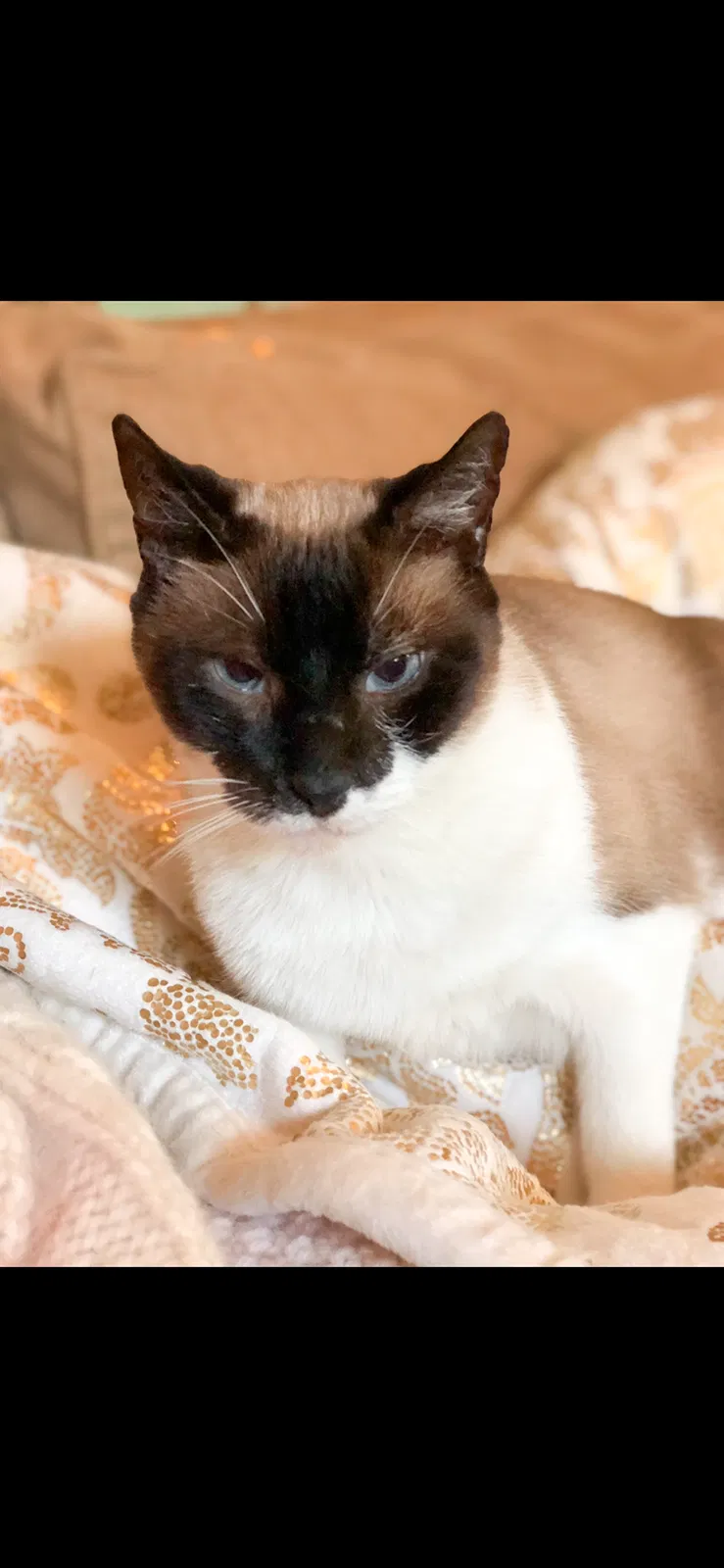 Lost cat in Dothan, AL, 36301