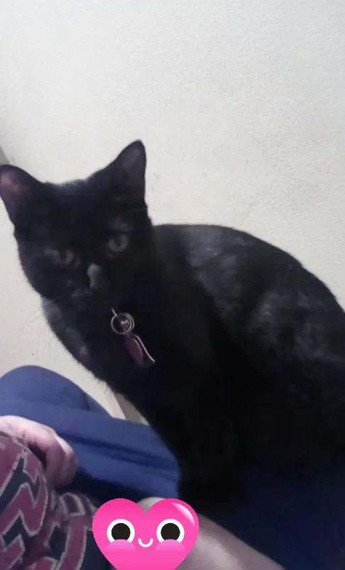 Lost cat in Lubbock, TX, 79407