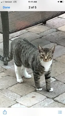 Lost cat in Portland, OR, 97229