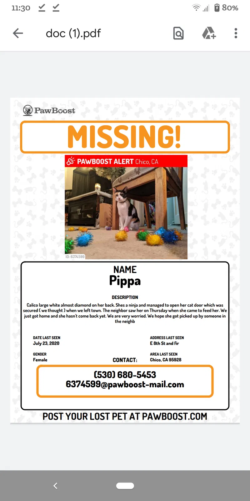 Lost cat in Chico, CA, 95928