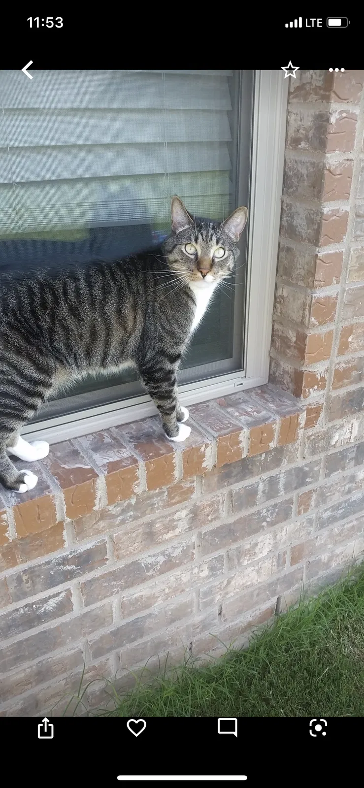 Lost cat in Lawton, OK, 73505
